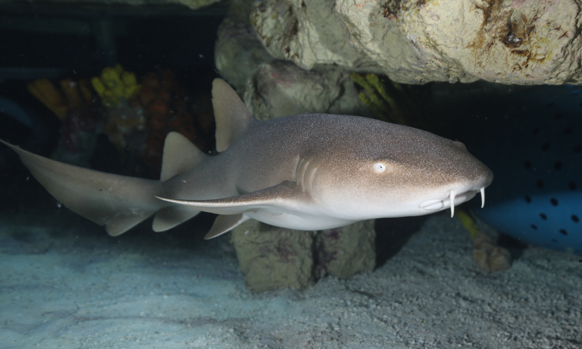 A large fish that acts like a puppy, Sharks.